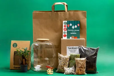 Obrázek produktu pro Gardners Vánoční dárková sada - Skleněná dóza MOLINIA OSÁZEJ SI SÁM Ficus microcarpa Ginseng, L