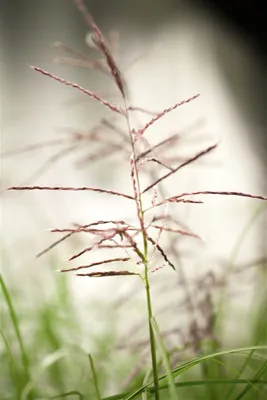 Produktbild von Miscanthus sinensis 'Ferner Osten', Chinaschilf, 2-3 Liter Container