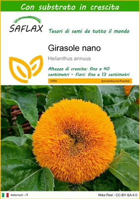 Immagine prodotto di SAFLAX  - Girasole nano - 40 semi - Con substrato - Helianthus