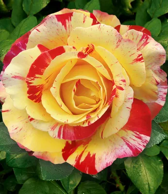 Produktbild von BALDUR Garten 1x Delbard® Malerrose® 'Camille Pissaro®', Pflanze wurzelnackt, Edelrose, winterhart, mehrjährig, blühend, Schnittblume, Rosa Hybride, Rosen-Rarität