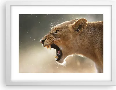Produktbild von Gerahmtes Poster - Weißer Rahmen - Löwe Löwin Reißzähne - 40x30 cm - Wand Bild - Wanddeko - Wandbilder - Kunstposter - Wandposter - Bilderrahmen - Bilder - Kunstdruck - Wandbild - P2WAA40x30-4137
