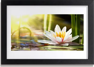 Produktbild von Bild 30x20 MDF-Rahmen Wandkunst Flower Water Lily