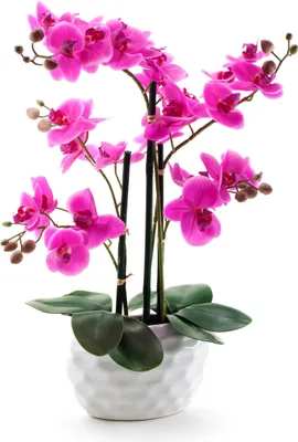 Produktbild von Kunst-Pflanze Orchidee ovaler Topf weiß hochglanz und lila Blüten 53cm hoch künstliche Blume Phalaenopsis