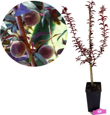 Zdjęcie produktu dla Prunus Persica 'Rubira', czerwona brzoskwinia, doniczka 3-litrowa