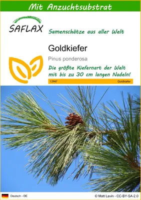 Produktbild von SAFLAX - Goldkiefer - Pinus ponderosa - 20 Samen - Mit keimfreiem Anzuchtsubstrat