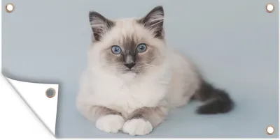 Produktbild von MuchoWow® 160x80 cm Outdoor-Poster Gartendeko Sichtschutz Garten Poster für den Garten  Katze - Ragdoll Katze - Blau - Mädchen - Kinder - Jungen - Kind