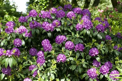 Produktbild von Rhododendron 'Catawbiense Grandiflorum', lila, 30–40 cm, INKARHO