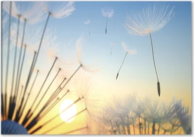 Produktbild von Tulup® Leinwandbild - 100x70 cm - Wandkunst - Drucke auf Leinwand - Leinwanddruck  - Blumen & Pflanzen - Mehrfarbig - Pusteblume