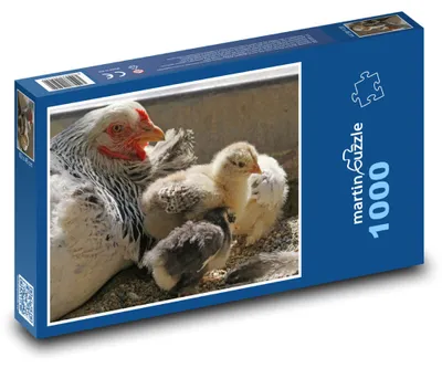 Zdjęcie produktu dla martinpuzzle - Puzzle 1000 - Kury - kura, drób