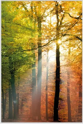 Produktbild von Wallario Wandbild Sonnenuntergang im Herbstwald, Größe: 61 x 91,50 cm, Poster mit weißem Aluminiumrahmen