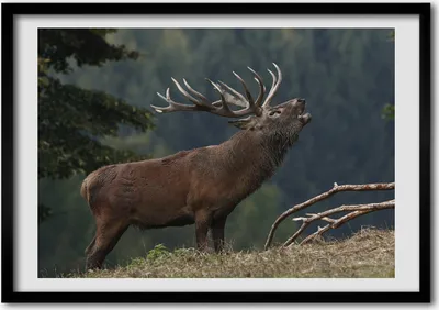 Produktbild von Bild - Bilder - Bilderrahmen - 70 cm x 50 cm - MDF-Rahmen, Wandkunst Deer auf dem Hügel