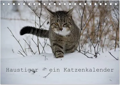Produktbild von Haustiger - Ein Katzenkalender (Tischkalender 2025 DIN A5 quer), CALVENDO Monatskalender