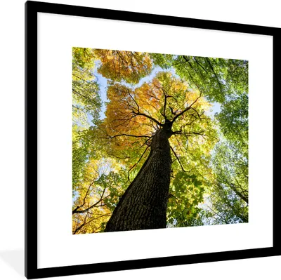 Produktbild von MuchoWow® Gerahmtes Poster Baum - Natur - Wald 40x40 cm - Poster mit Schwarzem Bilderrahmen Wandposter Rahmen Foto Bilder - Poster - Plakat im Rahmen