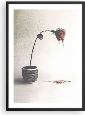 Produktbild von Gerahmtes Poster - Schwarzer Rahmen - Symbol Rose Leiden - 50x70 cm - Wand Bild - Wanddeko - Wandbilder - Kunstposter - Wandposter - Bilderrahmen - Bilder - Kunstdruck - P2BPA50x70-4501