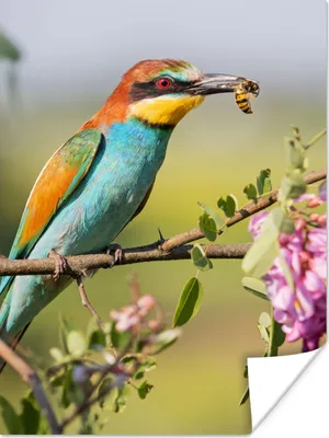 Produktbild von MuchoWow® Poster Vogel - Bienenfresser - Blumen 30x40 cm - Wandplakat - Poster Kinderzimmer