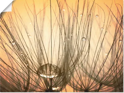 Produktbild von ARTland Poster Pusteblume I Größe: 60x45 cm