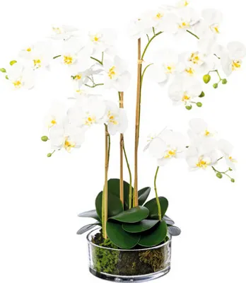 Obrázek produktu pro Umělá květina orchidej phalaenopsis ve skle 50 cm bílá