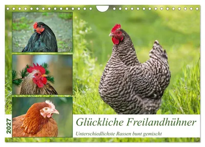 Produktbild von Glückliche Freilandhühner (Wandkalender 2027 DIN A4 quer), CALVENDO Monatskalender