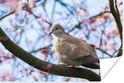 Produktbild von MuchoWow® Poster Vogel - Blumen - Taube - Blütenzweige - Rosa 180x120 cm - Fotoplakat