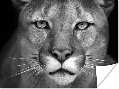 Produktbild von MuchoWow® Poster Panther - Wildlife - Schwarz - Weiß 160x120 cm - Foto Plakat