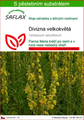 Obrázek produktu pro SAFLAX - Divizna velkokvětá - Verbascum densiflorum - 500 Semena - S pěstebním substrátem bez klíčků