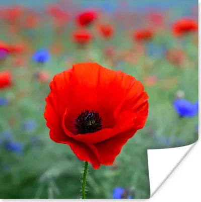 Produktbild von MuchoWow® Poster Lila und rote Mohnblumen auf einer Wiese 50x50 cm - Wohnzimmerdekoration