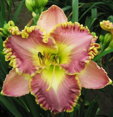 Image de Hemerocallis Hémérocalle de jardin Lavender Tutu 1 pièce Hémérocalles plants