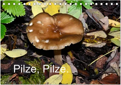 Produktbild von Pilze, Pilze (Tischkalender 2025 DIN A5 quer), CALVENDO Monatskalender