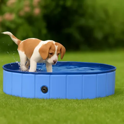 A puppy is playing in a blue kiddie pool on a grassy lawn.