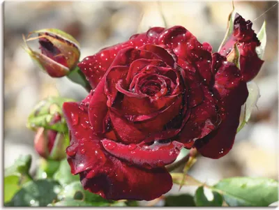 Produktbild von ARTland Leinwandbild Tröpfchenrose Größe: 40x30 cm