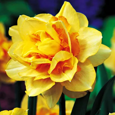 Image de Narcisses Bulbes de fleurs Narcisse à fleurs doubles Texas 5 pcs.