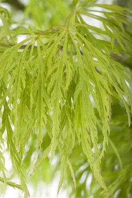 Produktbild von Acer palmatum 'Dissectum', Japanischer Ahorn, filigran, 30–40 cm