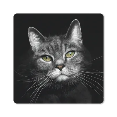 Produktbild von MuchoWow® Mauspad Mousepad Haustiere - Katze - Tiere - Schwarz - Weiß 30x30 cm - Mousepads - Maus Mat - Pad - Mausunterlage - Gaming