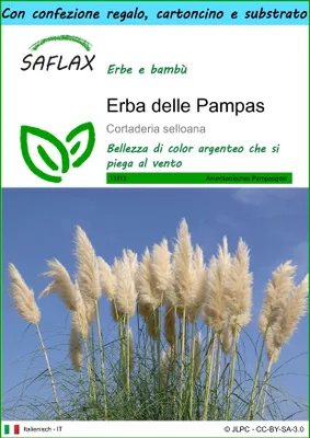 Immagine prodotto di SAFLAX Set regalo - Erba delle Pampas - 200 semi - Cortaderia