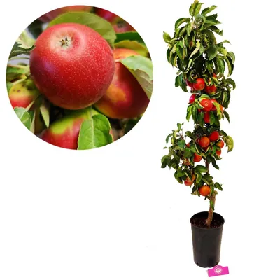 Produktbild von Set mit 3 Säulenobstbäume – 1 Säulenapfel, 1 Säulenbirne, 1 Säulenkirsche - Höhe 100cm – 5 Liter Topf