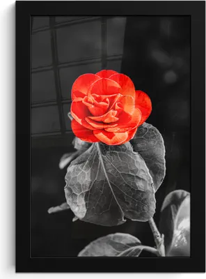 Produktbild von MuchoWow® MuchoWow® Gerahmtes Poster Blumen - Schwarz - Weiß - Rose - Rot 20x30 cm - Poster mit zchwarzem Bilderrahmen - Drucken - Bilder Poster im Rahmen