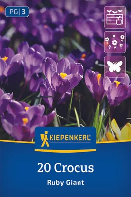 Produktbild von Kiepenkerl Botanischer Krokus Ruby Giant Crocus tommasinianus 20 Zwiebeln