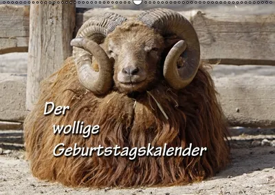 Produktbild von Calvendo Schafe, Lämmer, Skudden und andere Wolle-Lieferanten (Monatskalender, 14 Seiten) 978-3-660-19581-1