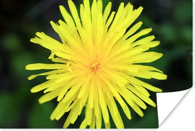 Produktbild von MuchoWow® Poster Makro - Sonnenblume - Gelb 120x80 cm - Bilder