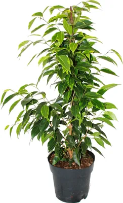 Obrázok produktu pre Ficus benjamini "Anastasia" v 17cm kvetiná?i