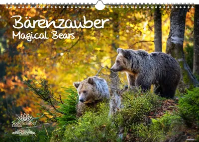 Produktbild von Bärenzauber DIN A3 Immerwährender Kalender Bären - Seelenzauber