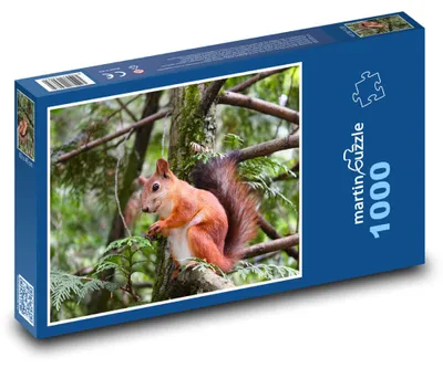Obrázok produktu pre martinpuzzle - Puzzle 1000 - Hlodavec - vevericka