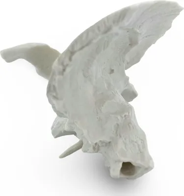 Produktbild von Schläfenbein Os Temporale Anatomie Modell lebensgroß