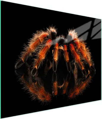 Produktbild von Glasschneidebrett 52x30 Spider