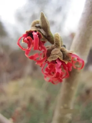 Produktbild von Hamamelis intermedia Carmine Red - Zaubernuss - 40-60