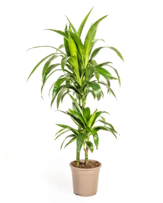 Immagine prodotto di Dracaena - Dracaena deremensis "Lisa" - Pianta verde - altezza circa 70-90 cm