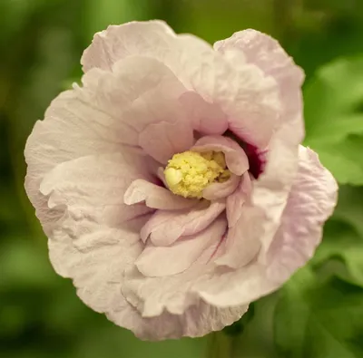 Produktbild von Hibiscus syriacus 'Pink Chiffon', Roseneibisch, rosa, 40–50 cm