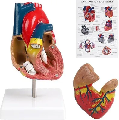 Productafbeelding van Anatomisch model - menselijk hart - levensgroot - in 2 delen te ontleden - gedetailleerde poster - anatomie - fysiologie