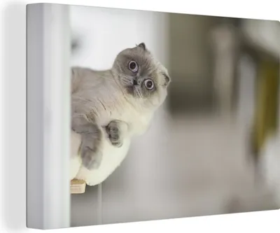 Produktbild von OneMillionCanvasses® - Leinwandbilder - 150x100 cm, Katze - Tier - Wohnzimmer, Wandbilder Kunstdruck Wanddekoration