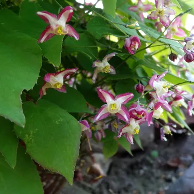Image de Fleur des elfes (Epimedium rubrum) – 6 plants, 10-25 cm, Ø 9 cm – Plante vivace d'ombre résistante au froid